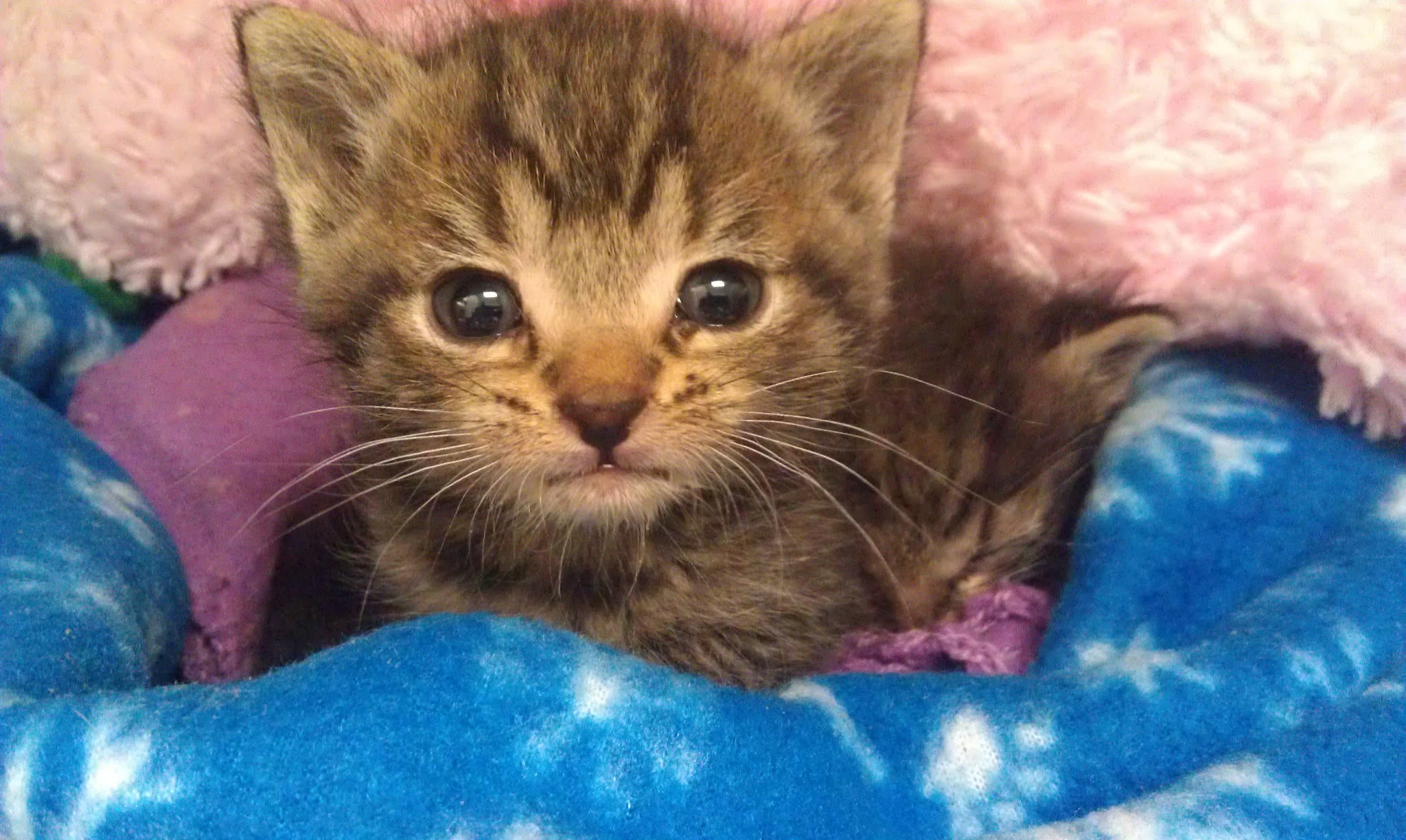 Two neonatal tabby kittens cuddled in a blanket. One stares with big open eyes.